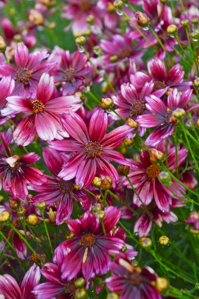 Tickseed - Coreopsis verticillata 'Berry Chiffon' Tickseed - Coreopsis verticillata 'Berry Chiffon'