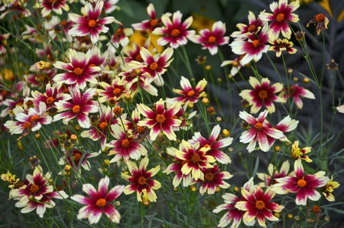 Tickseed - Coreopsis 'Red Chiffon' Tickseed - Coreopsis 'Red Chiffon'