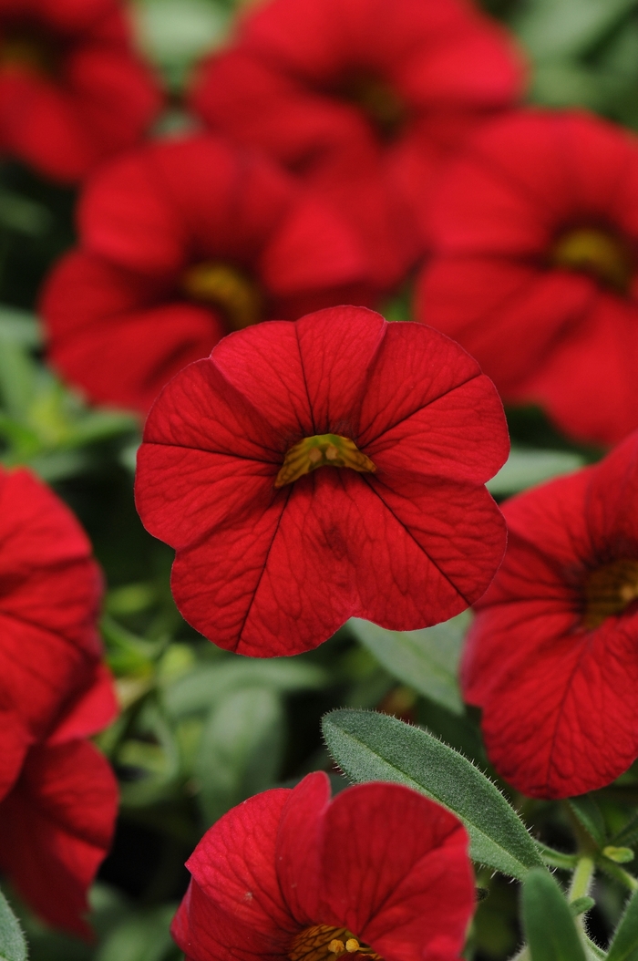 Cabaret&reg; Bright Red - Calibrachoa