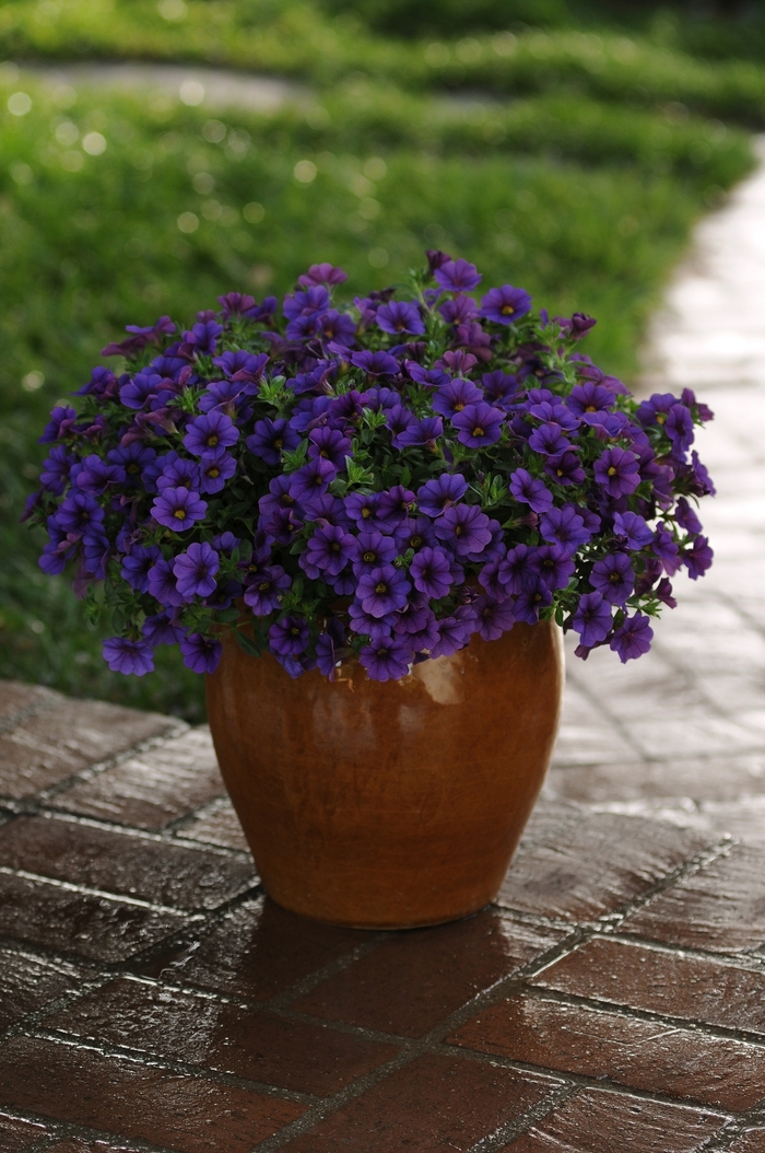 Cabaret® 'Deep Blue' - Calibrachoa (Trailing Petunia) Cabaret® 'Deep Blue' - Calibrachoa (Trailing Petunia)