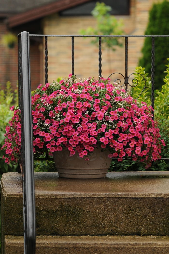 Cabaret® 'Hot Pink' - Calibrachoa (Trailing Petunia) Cabaret® 'Hot Pink' - Calibrachoa (Trailing Petunia)