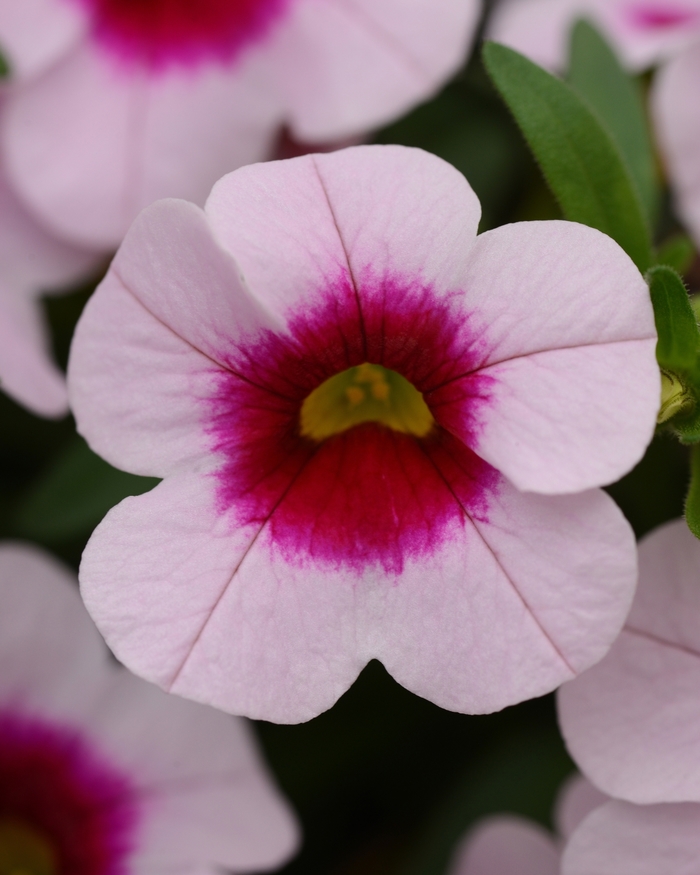 Trailing Petunia - Calibrachoa x hybrid 'Cabaret® Light Pink Kiss Trailing Petunia - Calibrachoa x hybrid 'Cabaret® Light Pink Kiss