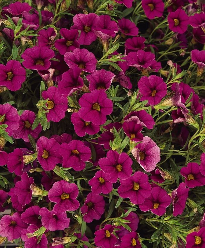 Cabaret® Rose Mini Petunia - Calibrachoa hybrida 'Cabaret Rose' Cabaret® Rose Mini Petunia - Calibrachoa hybrida 'Cabaret Rose'