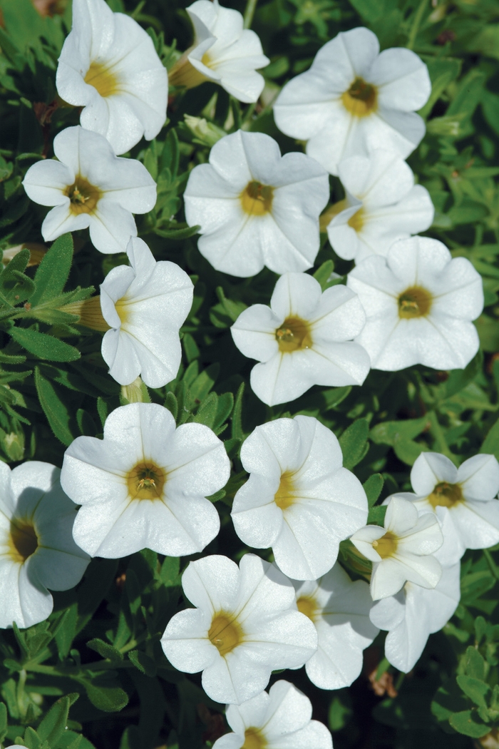 Cabaret® 'Bright White Improved' - Calibrachoa (Mini Petunia) Cabaret® 'Bright White Improved' - Calibrachoa (Mini Petunia)