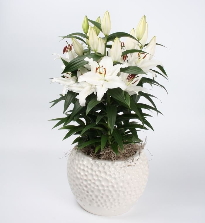 Oriental Lily - Lilium 'Sunny Bahamas'