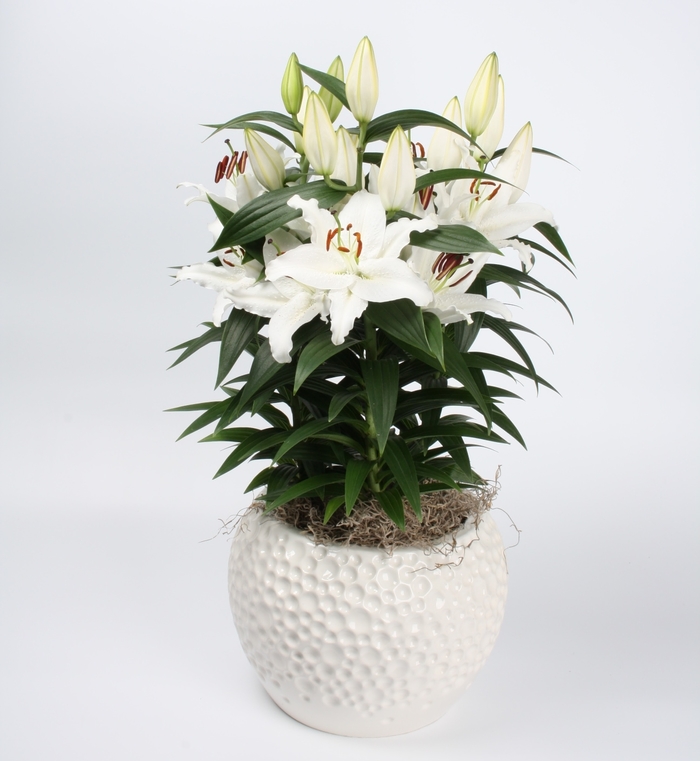 Oriental Lily - Lilium 'Sunny Bahamas' Oriental Lily - Lilium 'Sunny Bahamas'