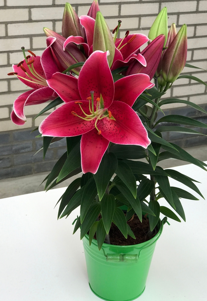 Oriental Lily - Lily x 'Sunny Keys' Oriental Lily - Lily x 'Sunny Keys'