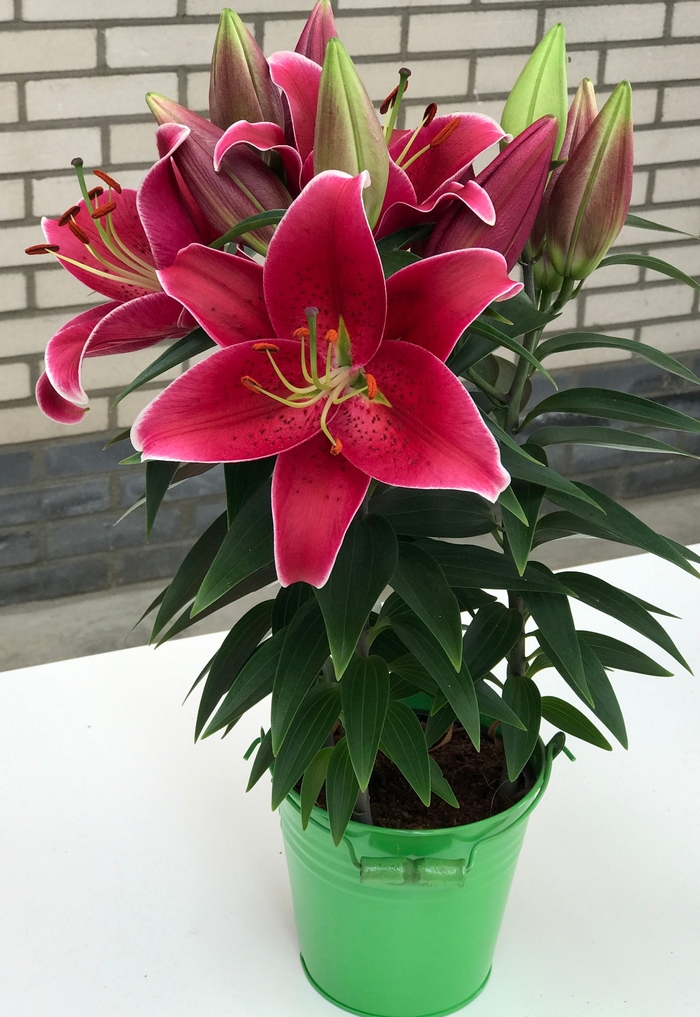 Oriental Lily - Lily x 'Sunny Keys'