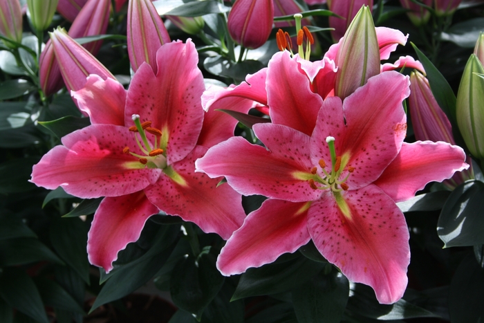 Oriental Lily - Lily x 'Sunny Martenique'