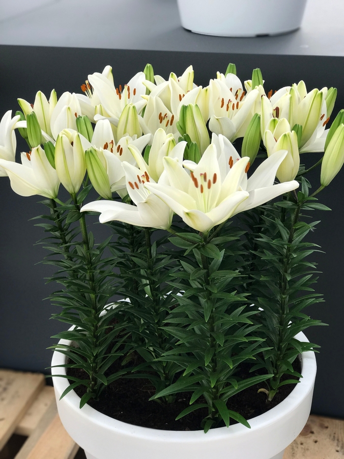 Asiatic Pot Lily - Lilium asiaticum 'Tiny Crystal' Asiatic Pot Lily - Lilium asiaticum 'Tiny Crystal'