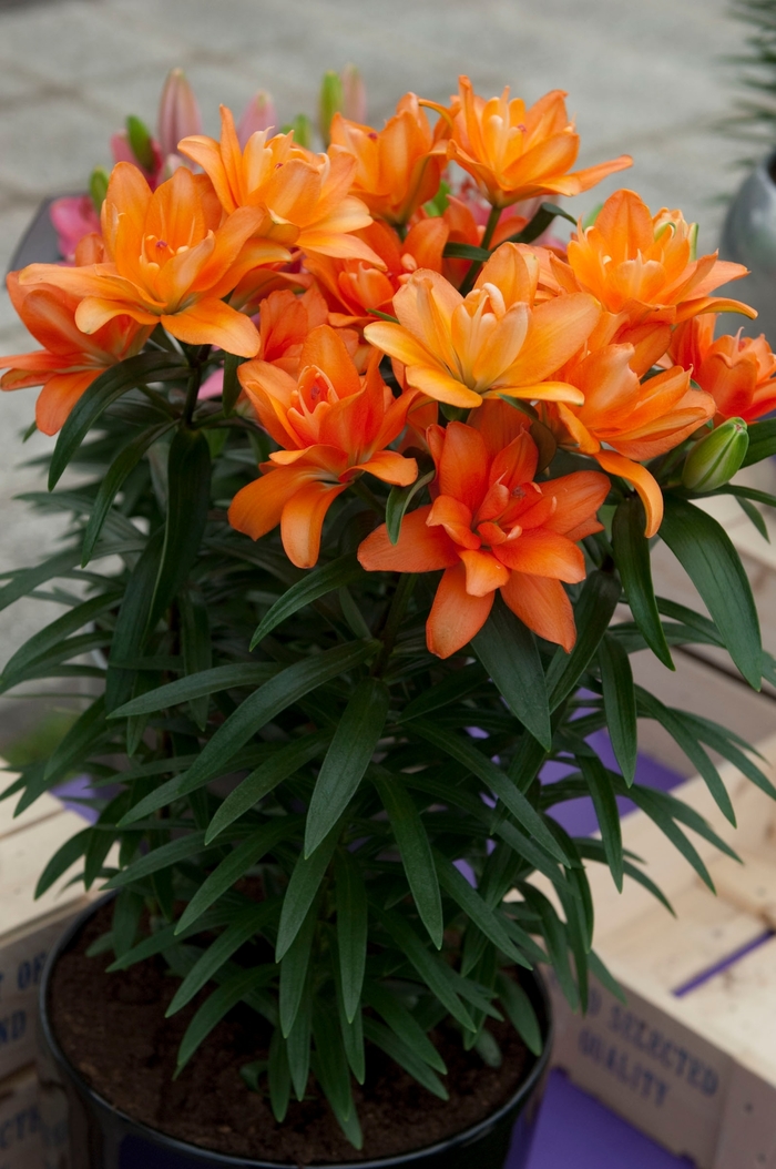 Asiatic Pot Lily - Lilium asiaticum 'Tiny Double You' Asiatic Pot Lily - Lilium asiaticum 'Tiny Double You'