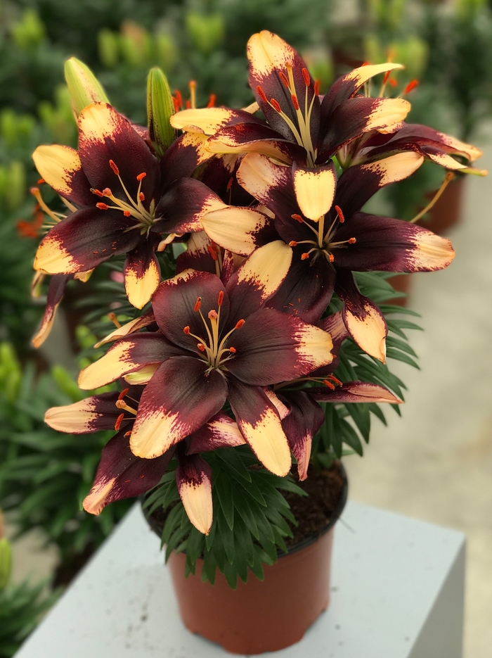 Asiatic Pot Lily - Lilium asiaticum 'Tiny Epic' Asiatic Pot Lily - Lilium asiaticum 'Tiny Epic'