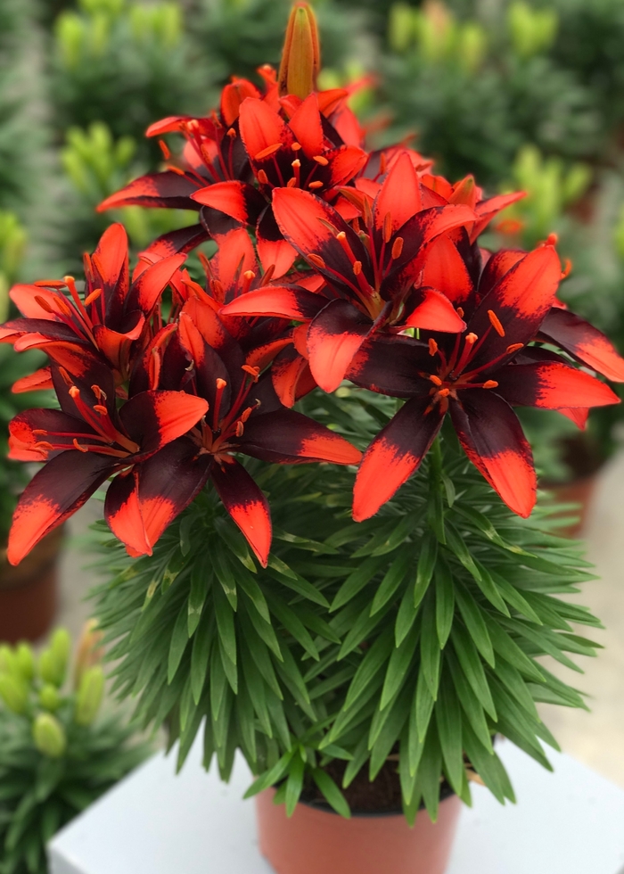 Asiatic Pot Lily - Lilium asiaticum 'Tiny Ink' Asiatic Pot Lily - Lilium asiaticum 'Tiny Ink'