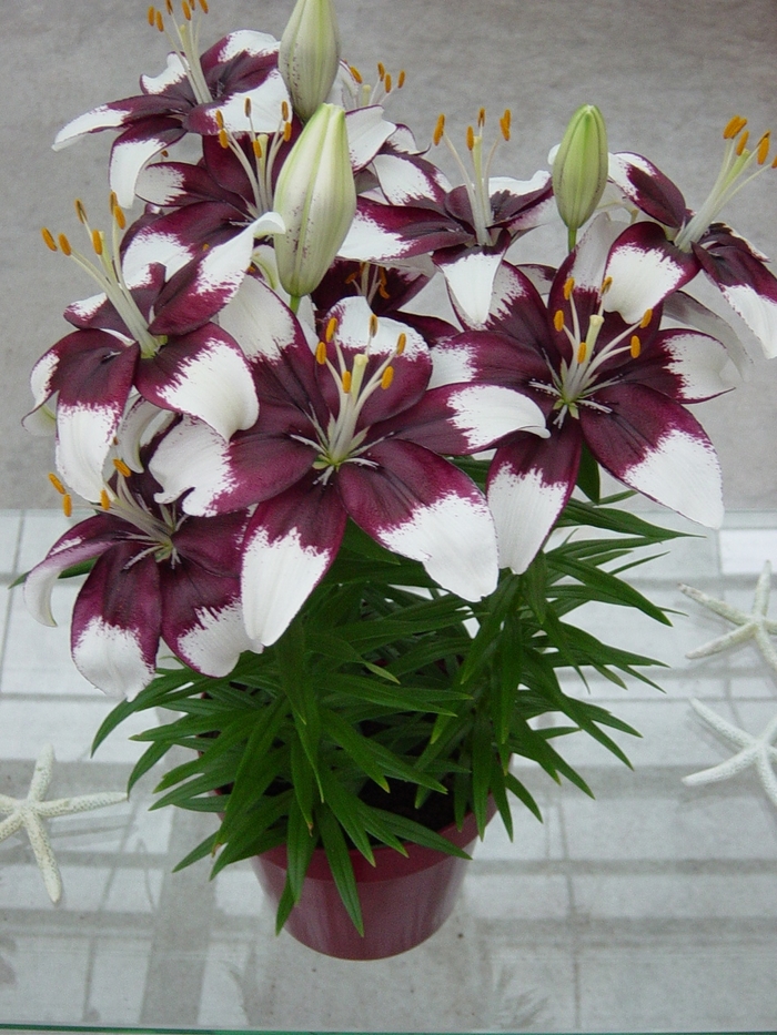 Asiatic Pot Lily - Lilium asiaticum 'Tiny Padhye' Asiatic Pot Lily - Lilium asiaticum 'Tiny Padhye'