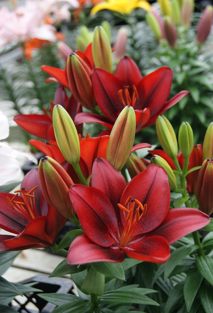 Asiatic Pot Lily - Lilium asiaticum 'Tiny Rocket' Asiatic Pot Lily - Lilium asiaticum 'Tiny Rocket'