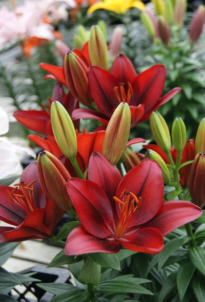 Asiatic Pot Lily - Lilium asiaticum 'Tiny Rocket'