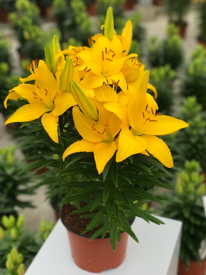 Asiatic Pot Lily - Lilium asiaticum 'Tiny Ranger' Asiatic Pot Lily - Lilium asiaticum 'Tiny Ranger'