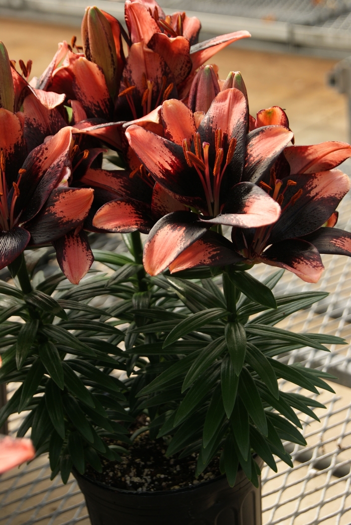 Asiatic Pot Lily - Lilium asiaticum 'Tiny Shadow' Asiatic Pot Lily - Lilium asiaticum 'Tiny Shadow'