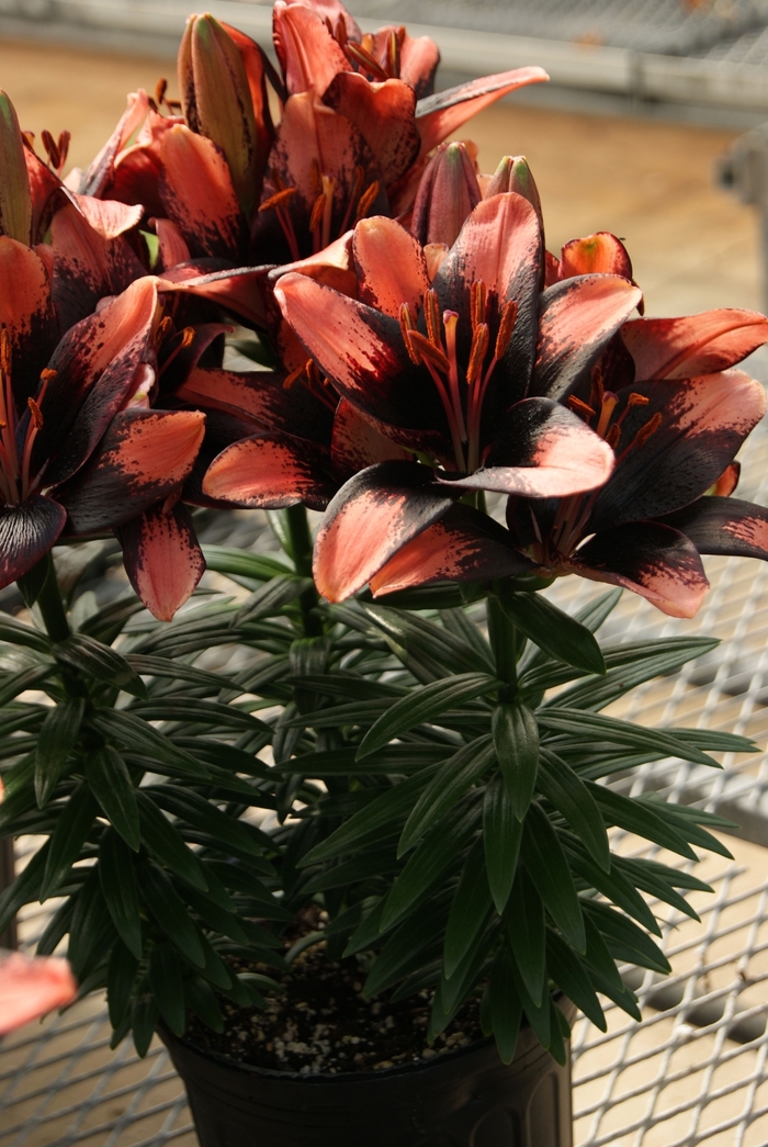 Asiatic Pot Lily - Lilium asiaticum 'Tiny Shadow'