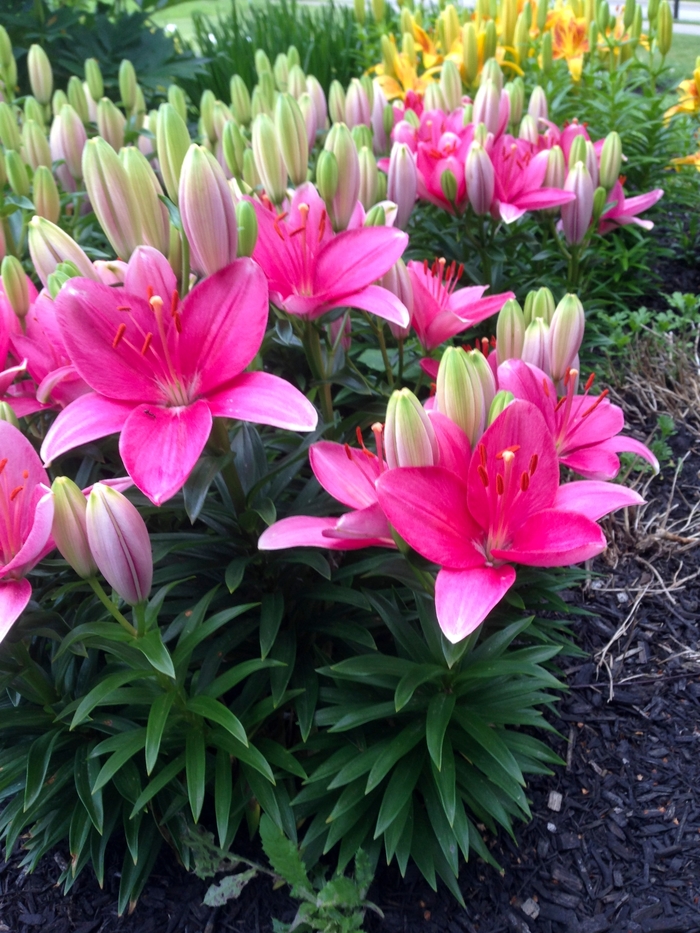 Asiatic Pot Lily - Lilium asiaticum 'Tiny Toons' Asiatic Pot Lily - Lilium asiaticum 'Tiny Toons'