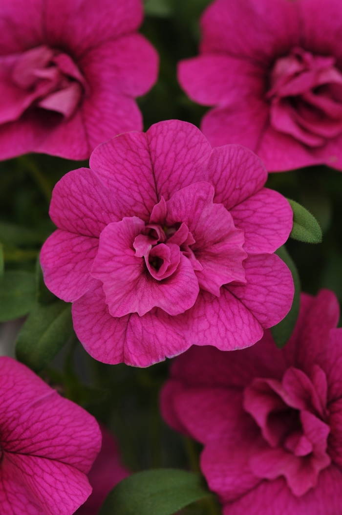 Calibrachoa (Mini Petunia) - Calibrachoa MiniFamous Neo Double Purple' Calibrachoa (Mini Petunia) - Calibrachoa MiniFamous Neo Double Purple'