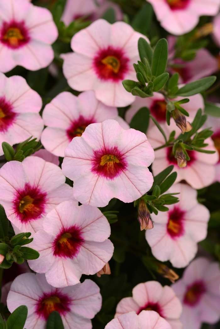 MiniFamous&reg; Neo Salmon with Pink Eye - Calibrachoa