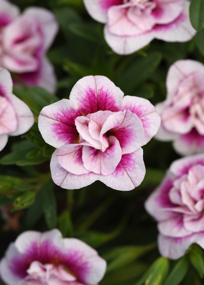 MiniFamous® 'Uno Double Pinktastic' - Calibrachoa (Trailing Petunia)