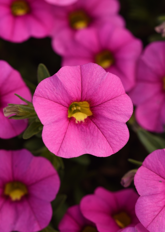 Calibrachoa (Mini Petunia) - Calibrachoa x hybrida 'Minifamous Uno Pink' Calibrachoa (Mini Petunia) - Calibrachoa x hybrida 'Minifamous Uno Pink'