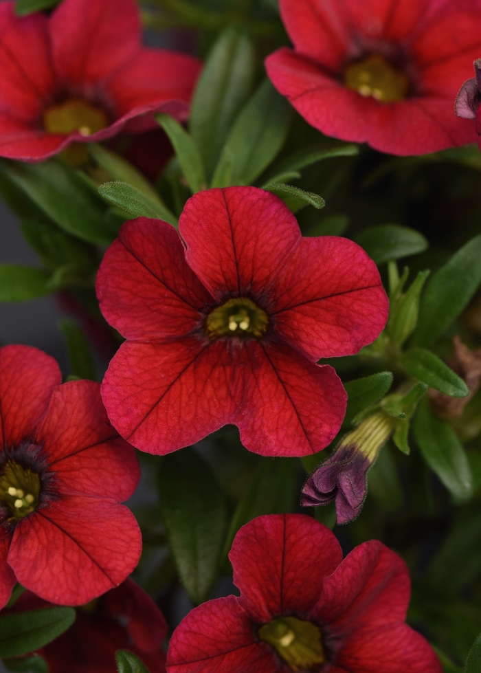 Calibrachoa (Mini Petunia) - Calibrachoa x hybrida 'Minifamous Uno Red' Calibrachoa (Mini Petunia) - Calibrachoa x hybrida 'Minifamous Uno Red'