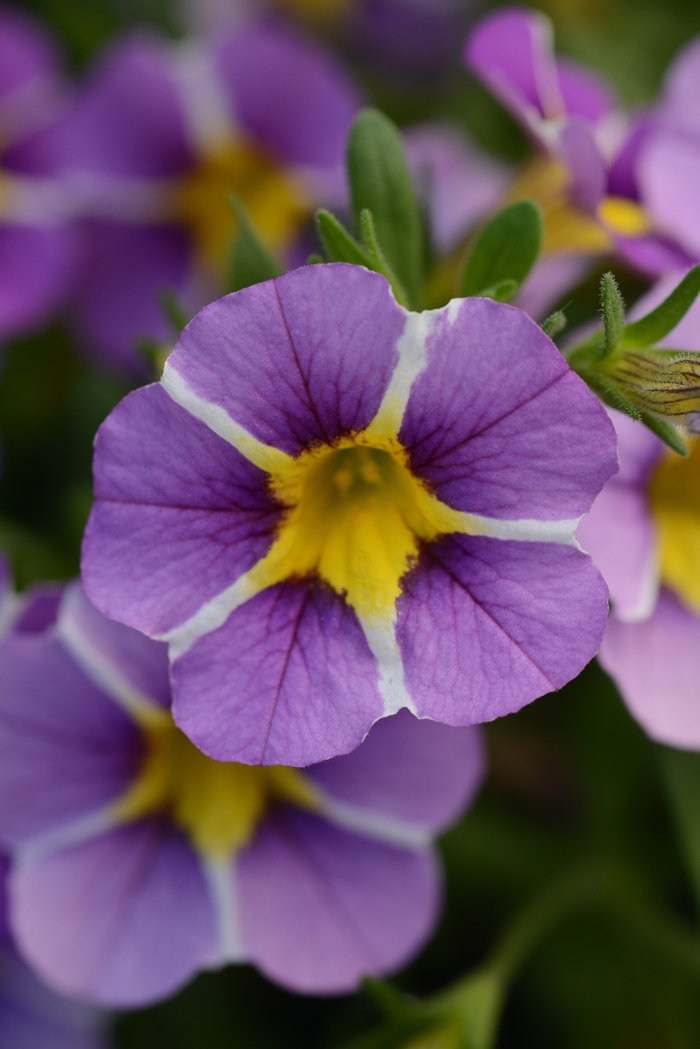 Calibrachoa (Mini Petunia) - Calibrachoa x hybrida 'Minifamous Uno Violet Star' Calibrachoa (Mini Petunia) - Calibrachoa x hybrida 'Minifamous Uno Violet Star'