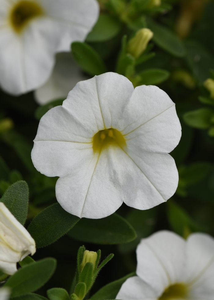 Calibrachoa (Mini Petunia) - Calibrachoa x hybrida 'Minifamous Uno White' Calibrachoa (Mini Petunia) - Calibrachoa x hybrida 'Minifamous Uno White'