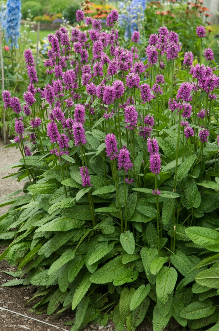 Lambs' Ears - Stachys 'Hummelo' Lambs' Ears - Stachys 'Hummelo'