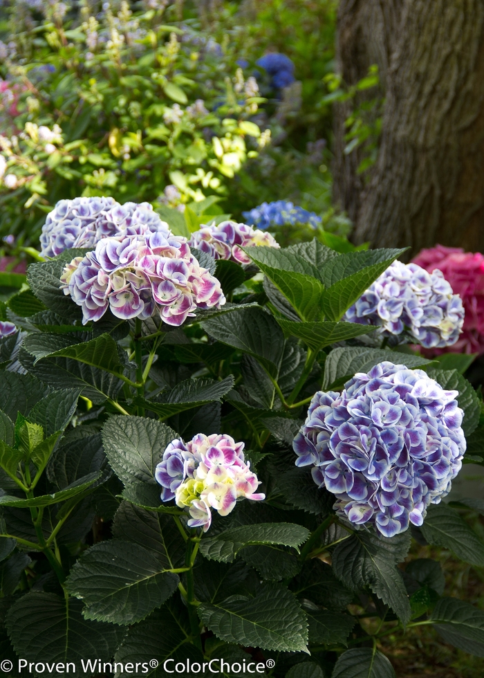 Cityline® Mars - Hydrangea macrophylla Cityline® Mars - Hydrangea macrophylla