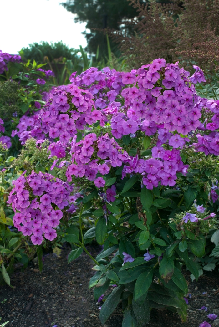 Garden Phlox - Phlox paniculata 'Purple Flame™' Garden Phlox - Phlox paniculata 'Purple Flame™'
