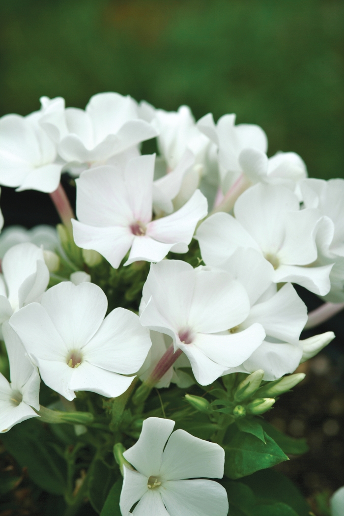 Garden Phlox - Phlox paniculata 'White Flame™' Garden Phlox - Phlox paniculata 'White Flame™'