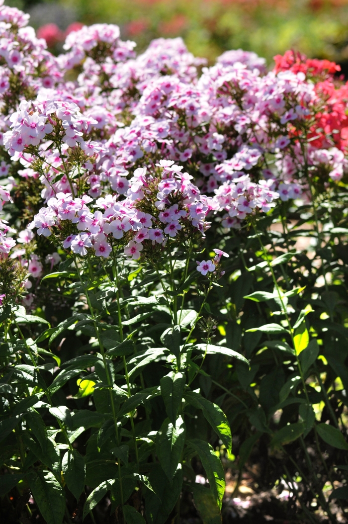 Garden Phlox - Phlox paniculata 'Swizzle' Garden Phlox - Phlox paniculata 'Swizzle'