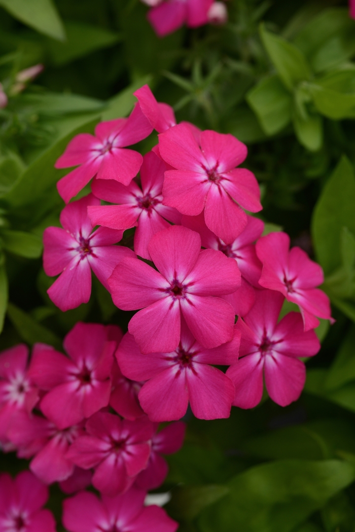 Phlox - Phlox 'Gisele Hot Pink'