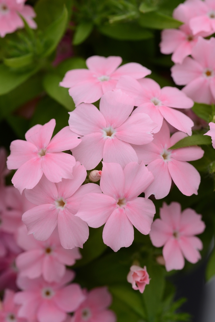 Phlox - Phlox cultivars Gisele™ Light Pink 