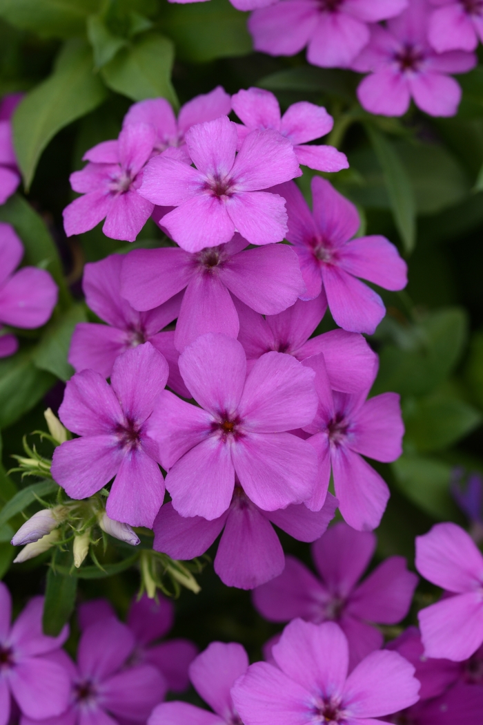 Phlox - Phlox 'Light Violet' Phlox - Phlox 'Light Violet'