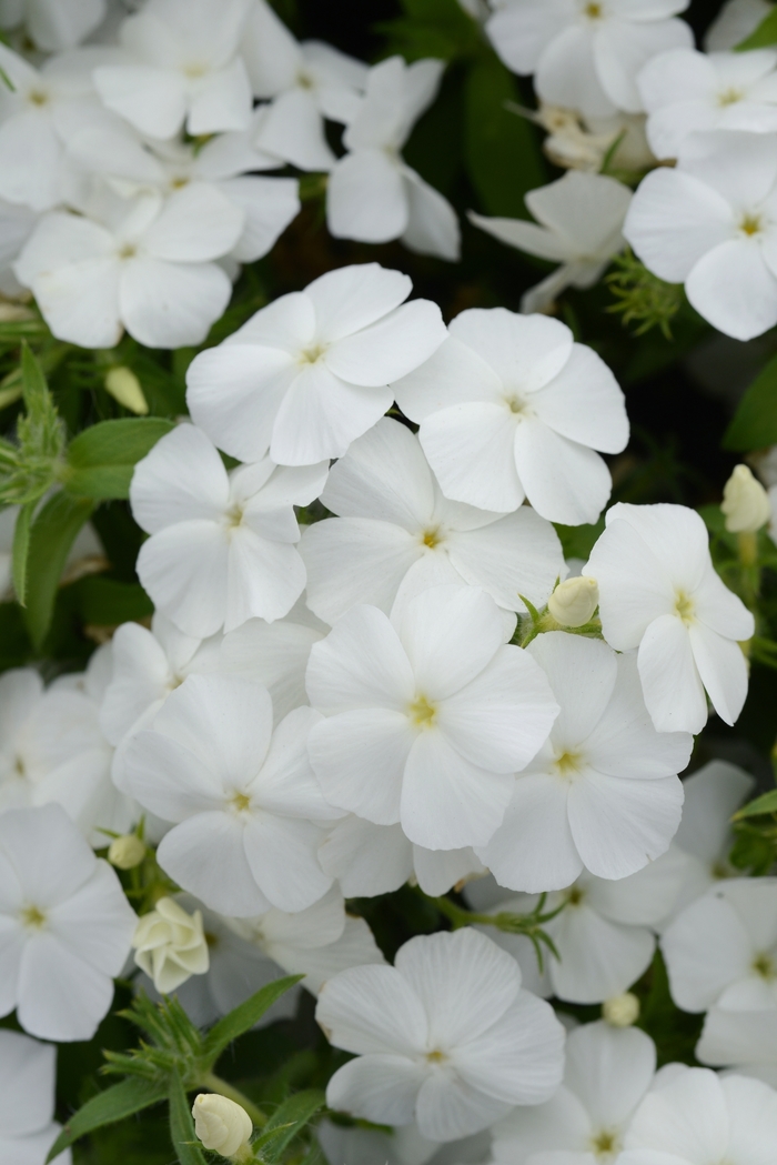 Gisele™ 'White' - Phlox () Gisele™ 'White' - Phlox ()