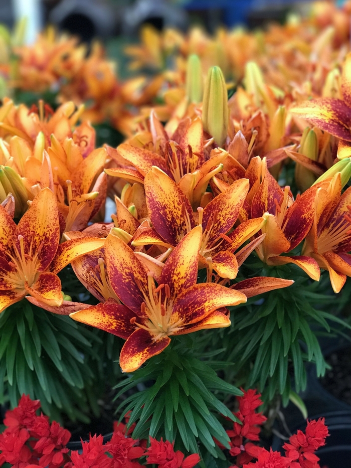 Asiatic Pot Lily - Lilium asiaticum 'Tiny Orange Sensation'