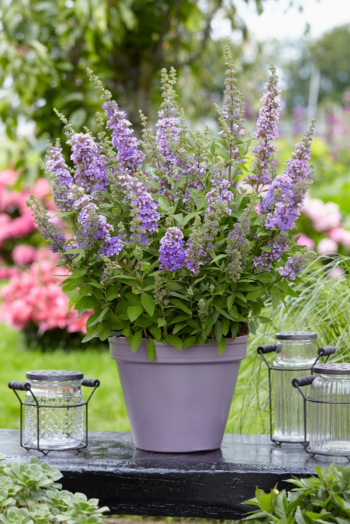 Butterfly Bush - Buddleia 'High Five Purple' Butterfly Bush - Buddleia 'High Five Purple'