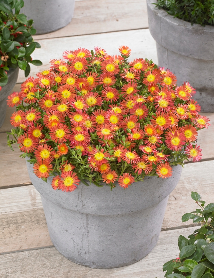 Ice Plant - Delosperma cooperi 'Wheels of Wonder Fire' Ice Plant - Delosperma cooperi 'Wheels of Wonder Fire'