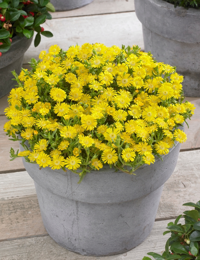 Ice Plant - Delosperma cooperi 'Wheels of Wonder Golden'