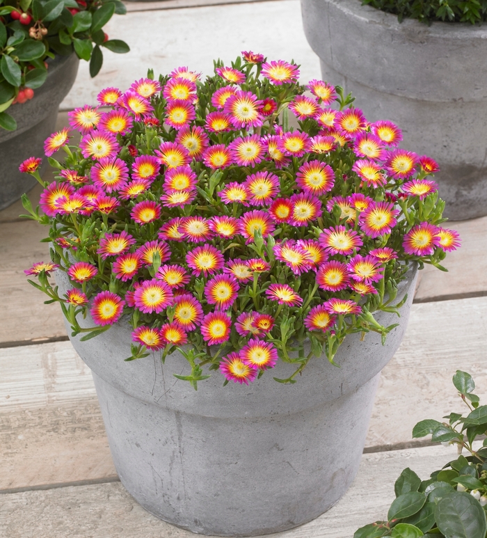 Ice Plant - Delosperma cooperi 'Hot Pink Wonder' Ice Plant - Delosperma cooperi 'Hot Pink Wonder'