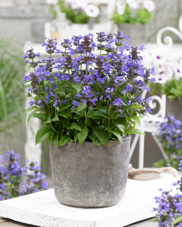 Catmint - Nepeta 'Neptune'