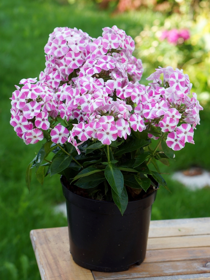 Garden Phlox - Phlox paniculata 'Bambini Candy Crush' Garden Phlox - Phlox paniculata 'Bambini Candy Crush'
