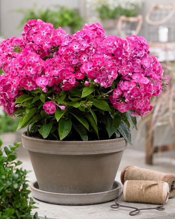 Garden Phlox - Phlox paniculata 'Bambini Sweet Tart' Garden Phlox - Phlox paniculata 'Bambini Sweet Tart'