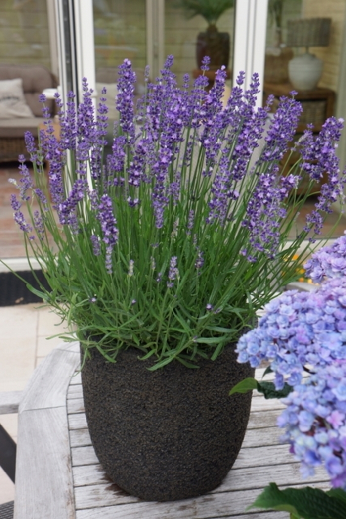 Lavender - Lavandula angustifolia 'Big Time Blue'