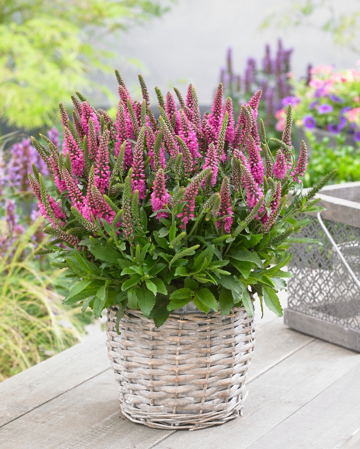 Speedwell - Veronica spicata 'Bubblegum Candles'